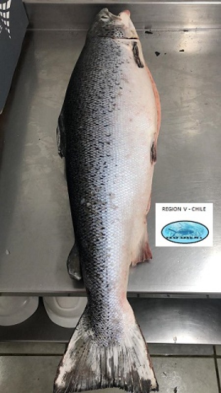Salmone dell'Atlantico - Salmo Salar from Cile